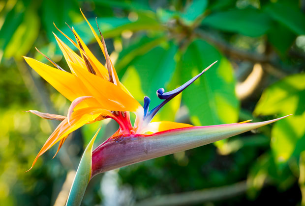 Bird of Paradise Poisonous to Dogs