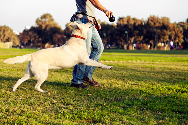 Dog Running in Park