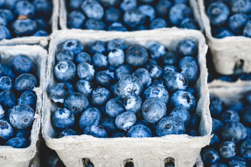 Blueberries for Dogs