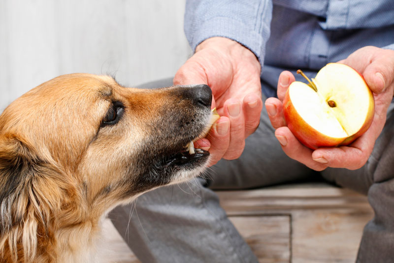 Dog Eating Apple