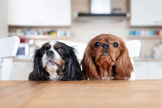 犬は卵を食べる