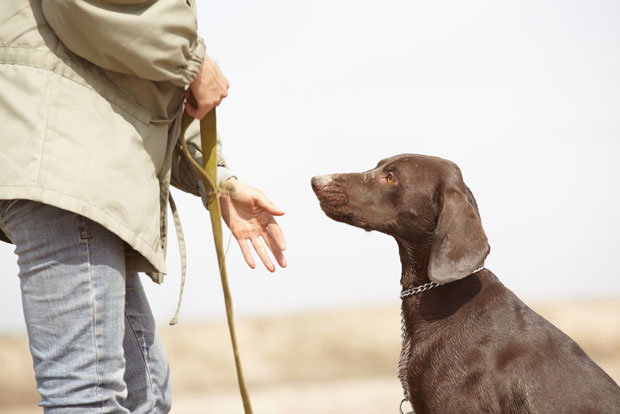 Sit Dog Command