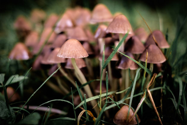 Mushrooms Poisonous to Dogs