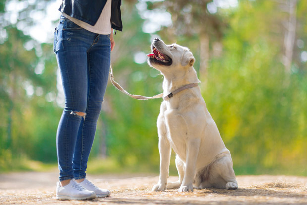 How to Train Your Dog to Sit