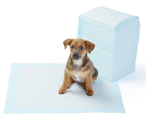 Pet Training and Puppy Pads