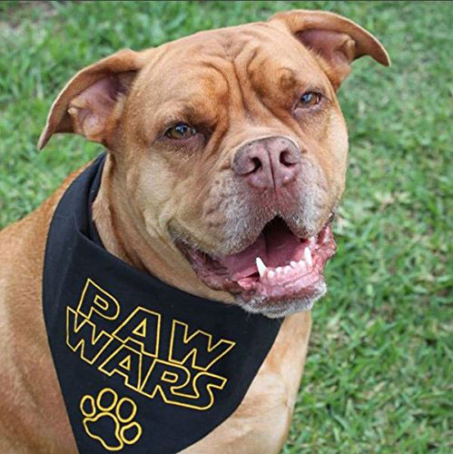 Paw Wars Dog Bandana